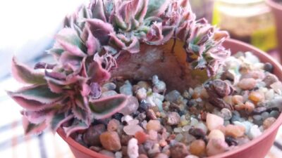 AEONIUM SUNBURST CRISTATA