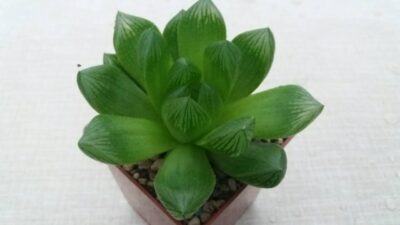 HAWORTHIA COOPERI "ROCKS" - Зображення 3