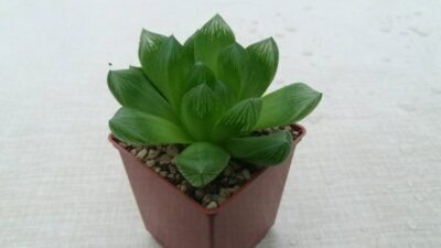 HAWORTHIA COOPERI "ROCKS"