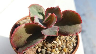 ECHEVERIA "DICKS PINK"