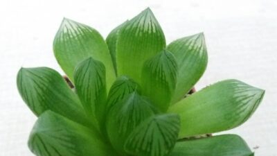 HAWORTHIA COOPERI "ROCKS" - Зображення 4
