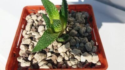 HAWORTHIA "ENON"