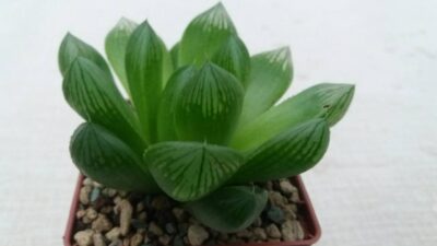 HAWORTHIA COOPERI "ROCKS" - Зображення 5