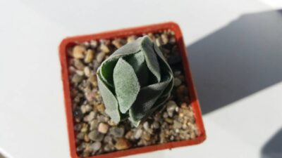CRASSULA "IVORY PAGODA"