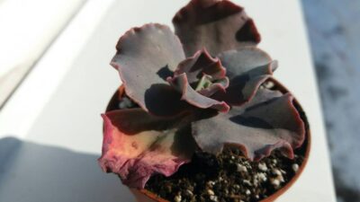 ECHEVERIA "DOUBLE DELIGHT"