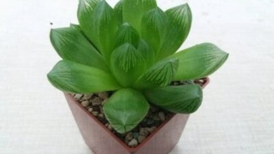 HAWORTHIA COOPERI "ROCKS" - Зображення 2
