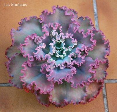 Echeveria Double Delight - Зображення 2
