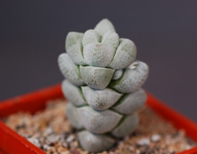 Crassula deceptor