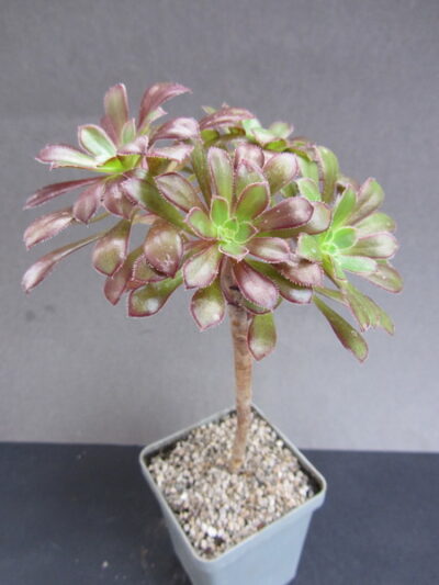 Aeonium arboreum atropurpureum