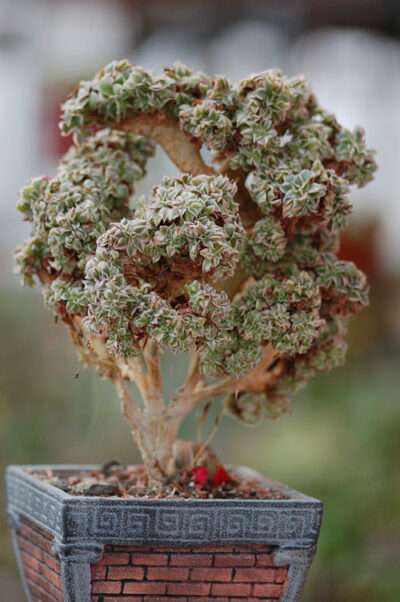 Aeonium decorum Sunburst cristata