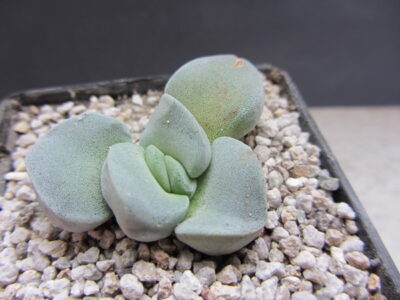 Crassula Dimples