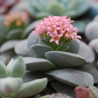 Crassula Morgan's Beauty