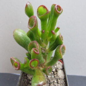 Crassula ovata Hobbit