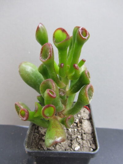 Crassula ovata Hobbit