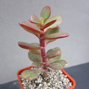 Crassula ovata minor