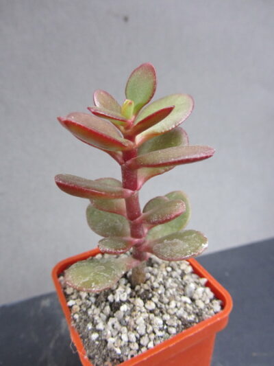 Crassula ovata minor
