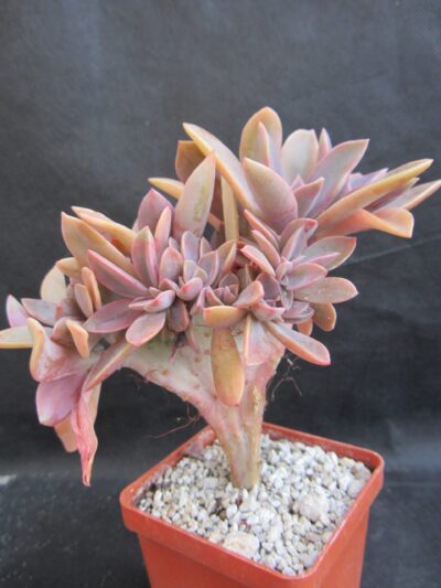 Graptoveria ‘Fred Ives’ cristata - Зображення 2