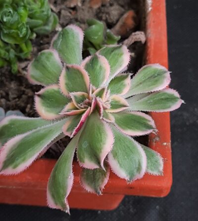 Aeonium decorum Sunburst cristata - Зображення 2