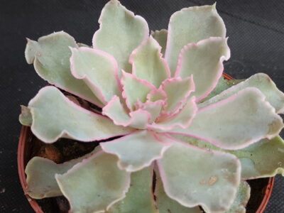 Echeveria shaviana (Mexican Hens)
