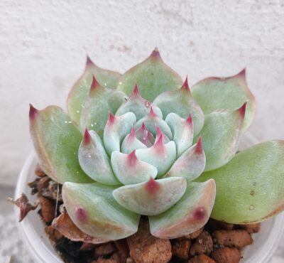 Echeveria chihuahuensis