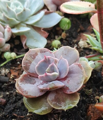 Echeveria Perle von Nurnberg var.