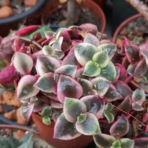 Crassula pellucida var.