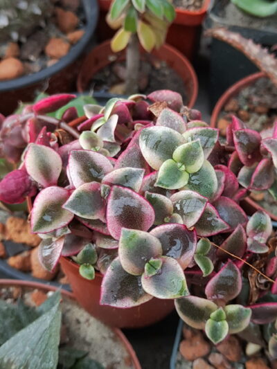 Crassula pellucida var.