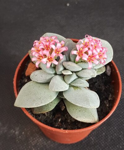 Crassula Morgan's Beauty