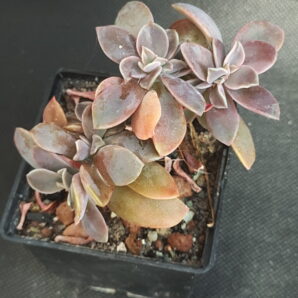 Graptoveria ‘Fred Ives’ cristata | 108