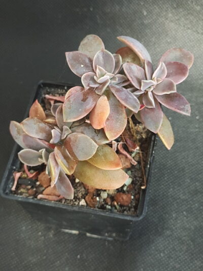 Graptoveria ‘Fred Ives’ cristata