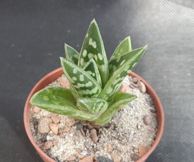 Aloe variegata