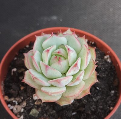 Echeveria derenbergii