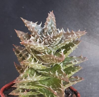 Aloe juvenna - Tiger Tooth Aloe