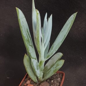 Senecio ficoides