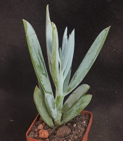 Senecio ficoides