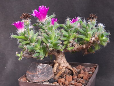 Trichodiadema densum