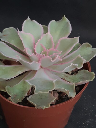 Echeveria shaviana (Mexican Hens)