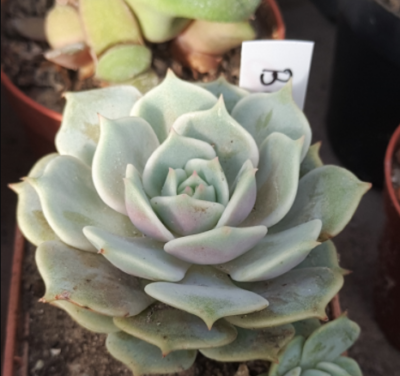 Echeveria Bella