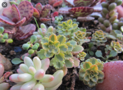Sedum middendorffianum