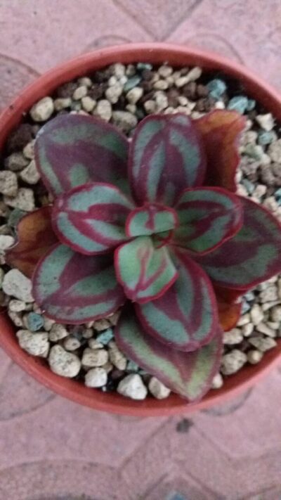 ECHEVERIA NODULOSA