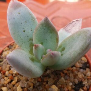 PACHYVERIA "EXOTICA" | 111