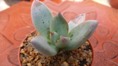 PACHYVERIA "EXOTICA"