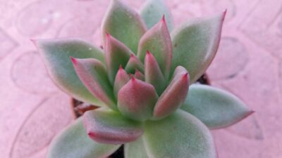 ECHEVERIA AGAVOIDES - Зображення 2