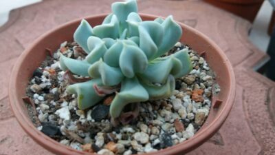ECHEVERIA "TOPSY TURVY" - Зображення 2