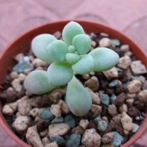 Graptopetalum Ellen | 52