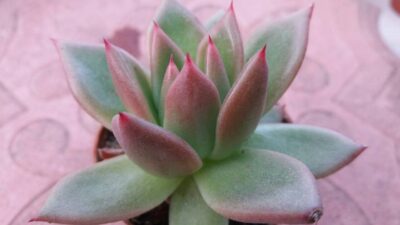 ECHEVERIA AGAVOIDES