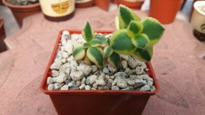 CRASSULA "SARMENTOSA" VARIEGATA