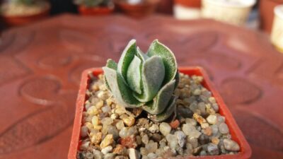 CRASSULA "IVORY PAGODA"