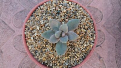 PACHYPHYTUM PACHYPHYTOIDES - Зображення 2