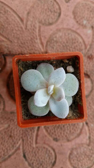 Echeveria laui